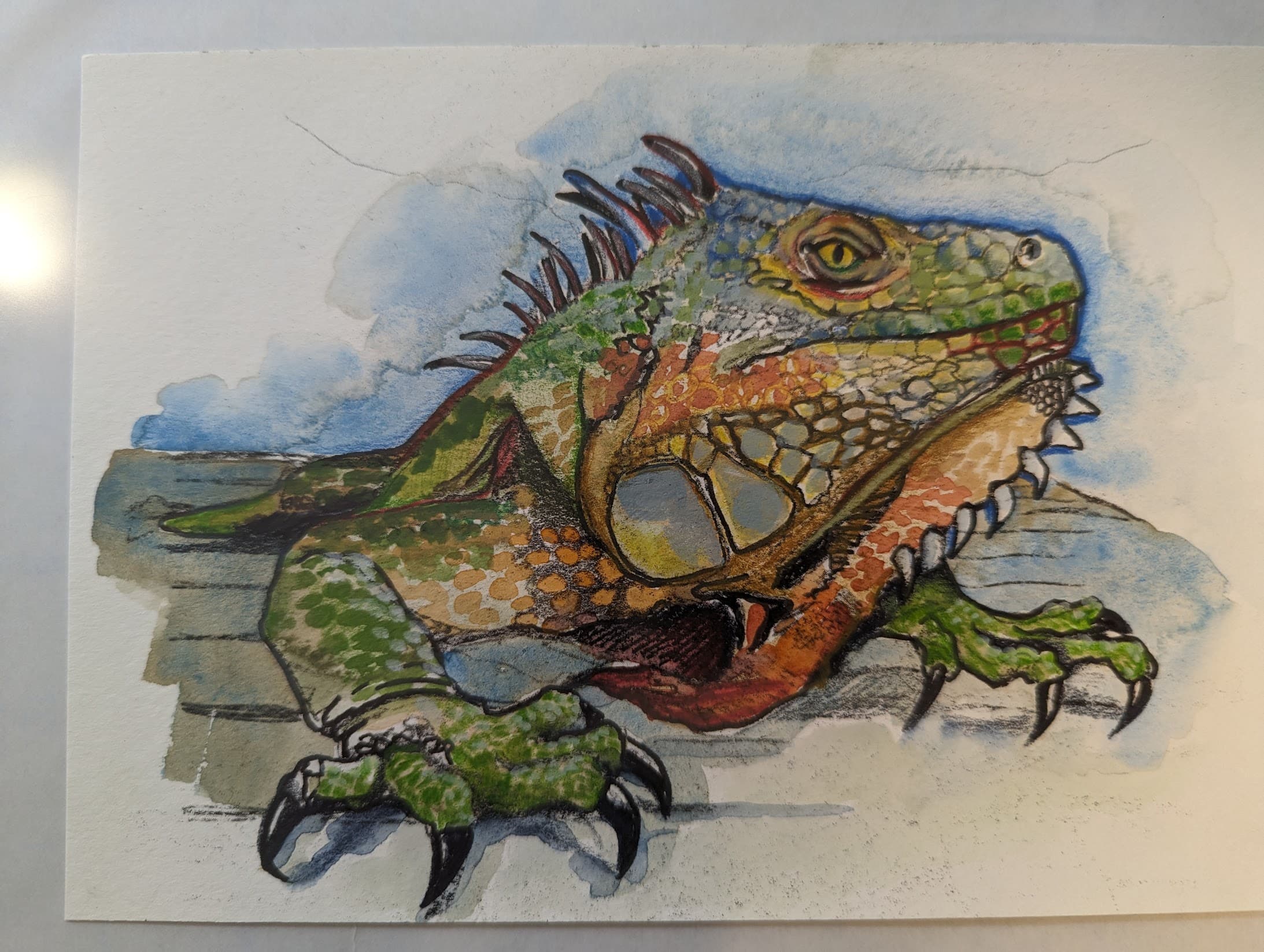 Iguana